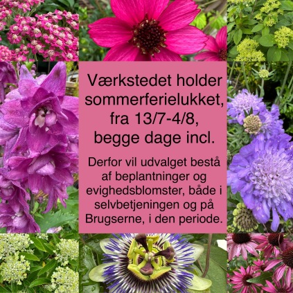 blomster annette tobiasen ågård aagaard hans jørn tobiasen egtved vester nebel